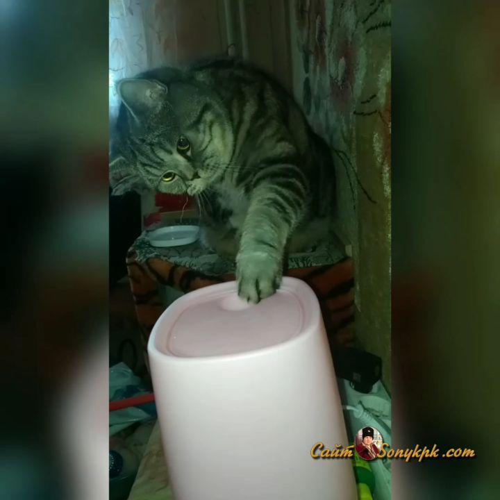 artur_khv в LOOKY. #котикиправятмиром,#котартурхулиган,#кысямоя,#коттерминатор,#catstagram. Ты не ты, когда муча...