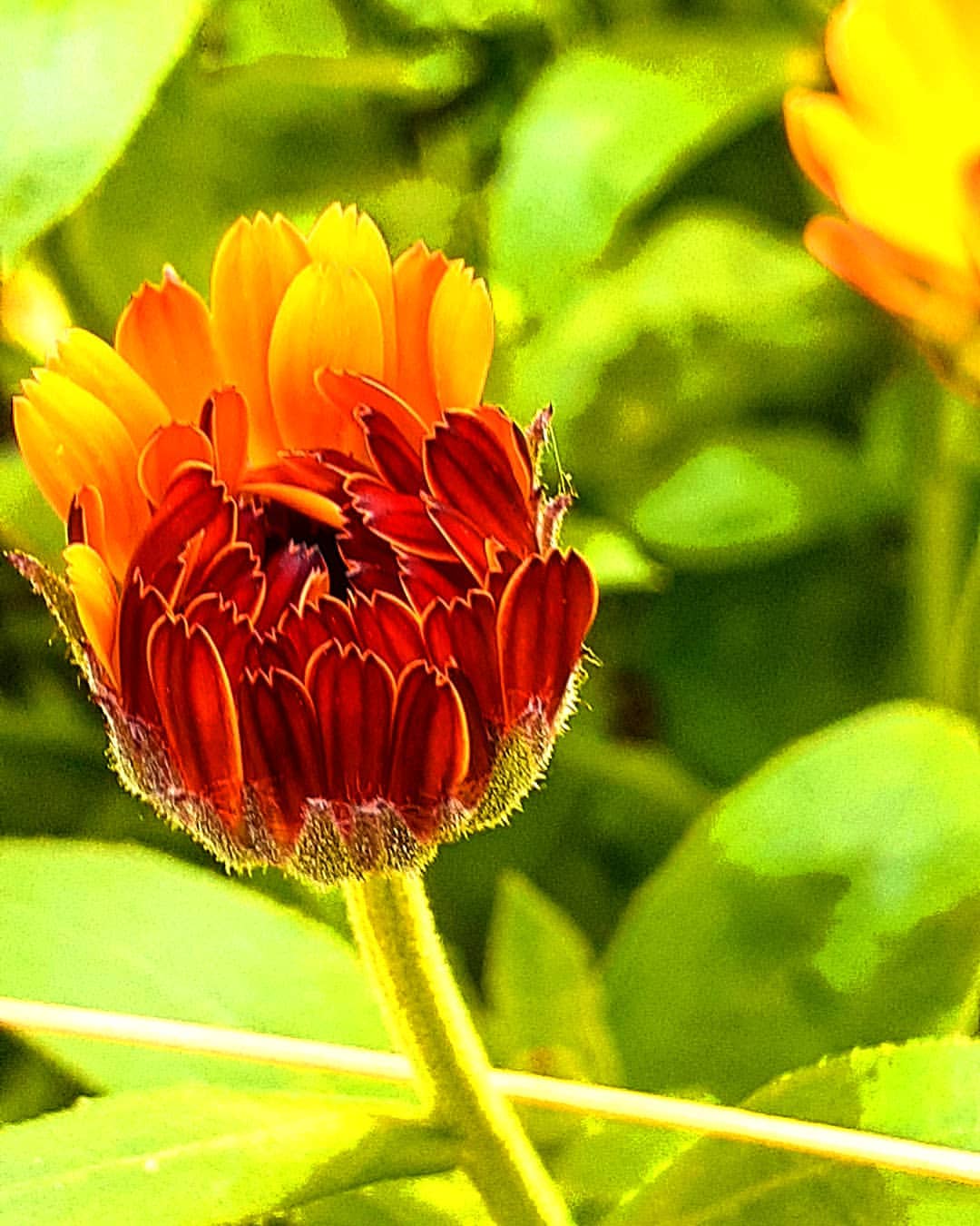 antsiferovbreed в LOOKY — фото 7