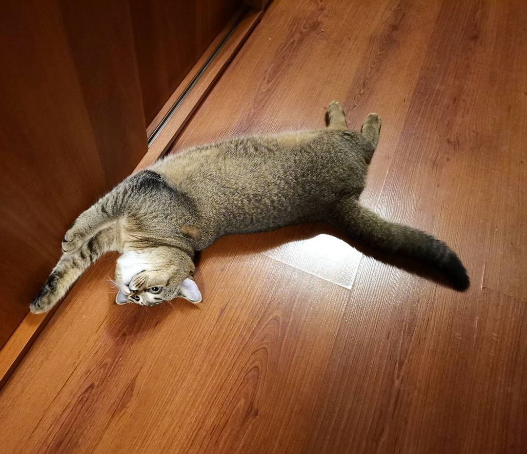 mister_rokky в LOOKY — Доброе утро Котаны и Кошечки 😻
Пятница, а это значит, нас ж