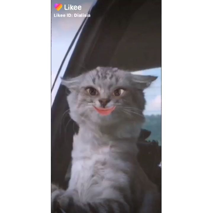 dianoshkalis в LOOKY. . null