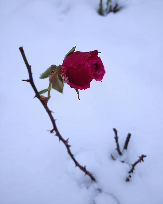 anyak1009 в LOOKY. . 🌹❄