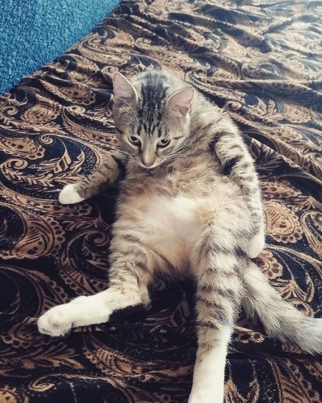 katerinka_208 в LOOKY. #котсломался. #котсломался#