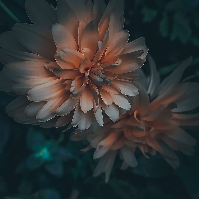 panyushkinroman в LOOKY. . null
