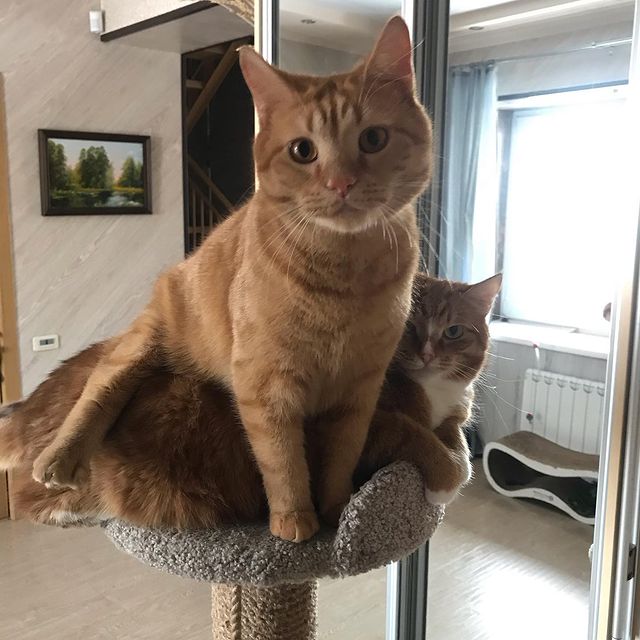 gipsophyla в LOOKY. . Нахальство очень жиз...