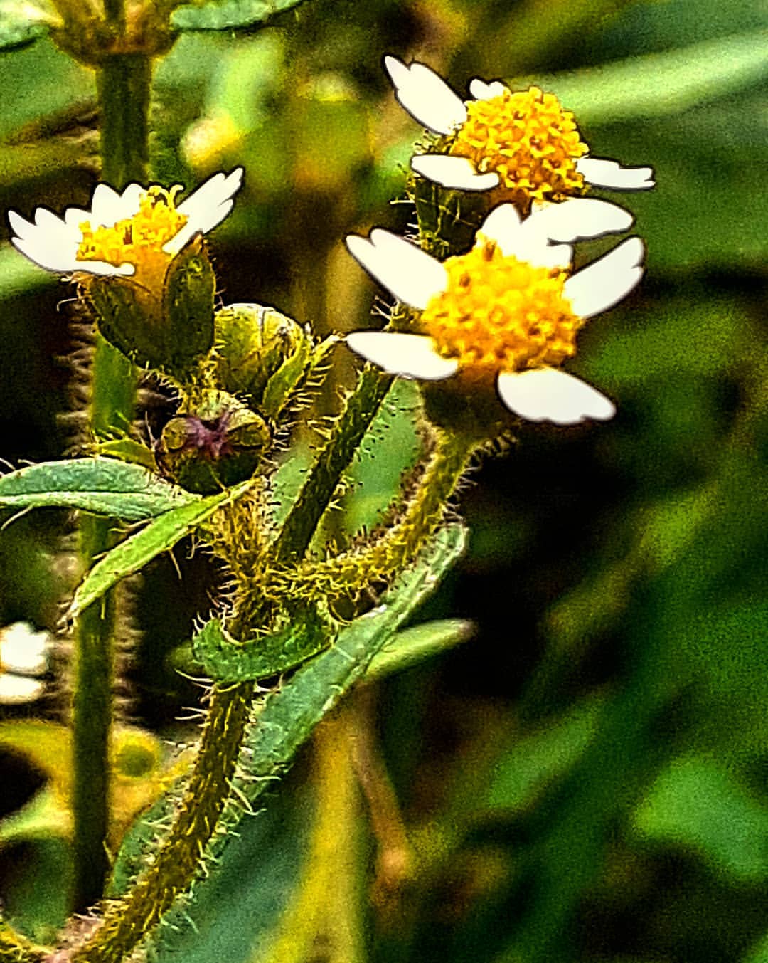 antsiferovbreed в LOOKY — фото 2