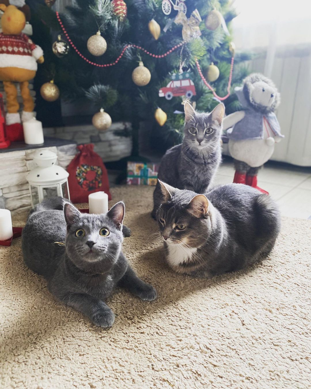 oksana_n_pronina в LOOKY — Ждуны сказки)
Риччи, Фил и Никки
#2020  #серыекоты #кот #кош