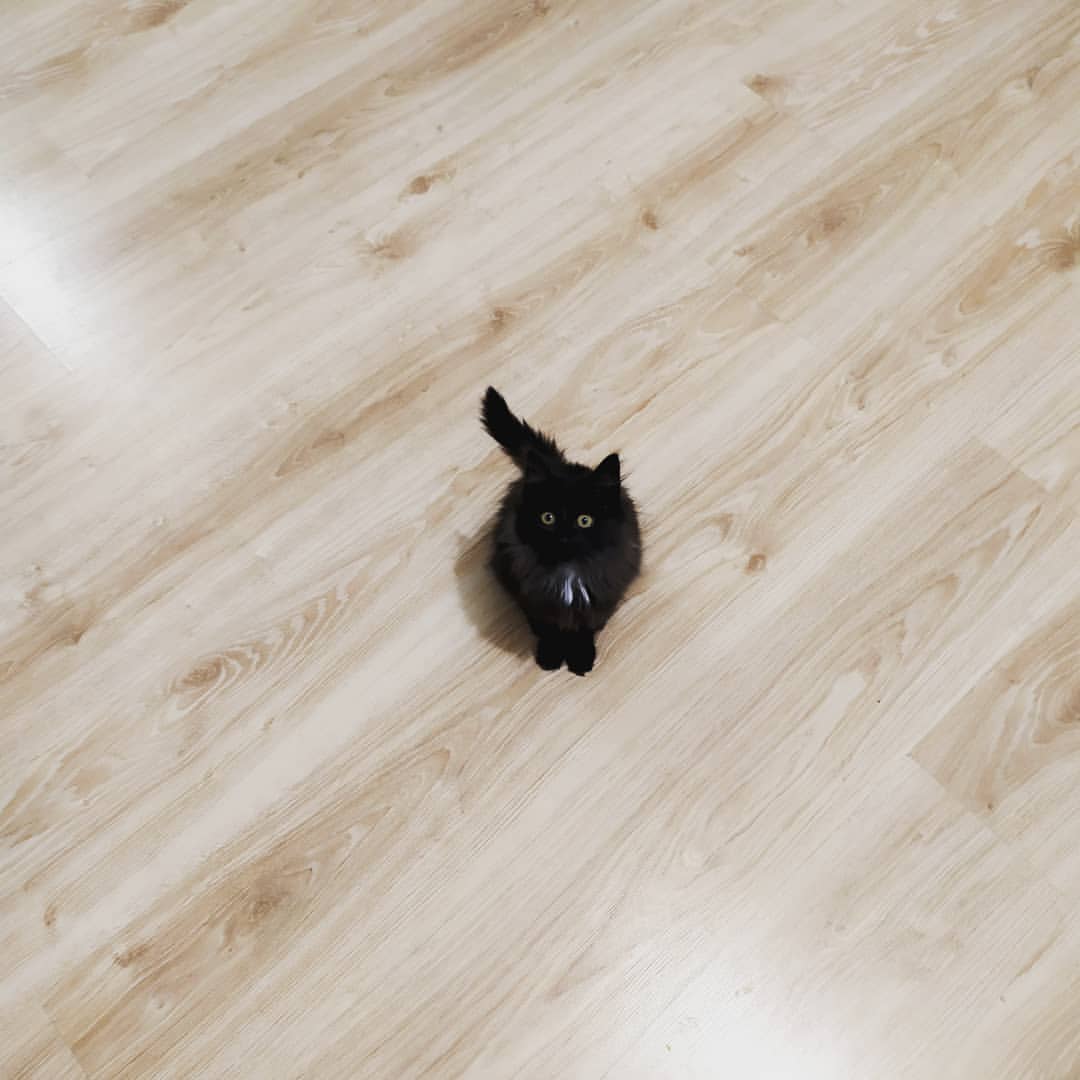 cute_marcus_cat в LOOKY — #котенок #подружка #новаякошечка #лякакая