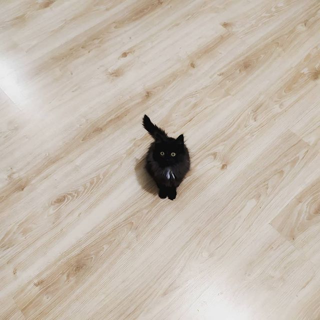 cute_marcus_cat в LOOKY. #котенок,#подружка,#новаякошечка,#лякакая. #котенок #подружка #...