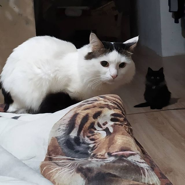 cute_marcus_cat в LOOKY. #моикошки,#друзья. #моикошки #друзья
