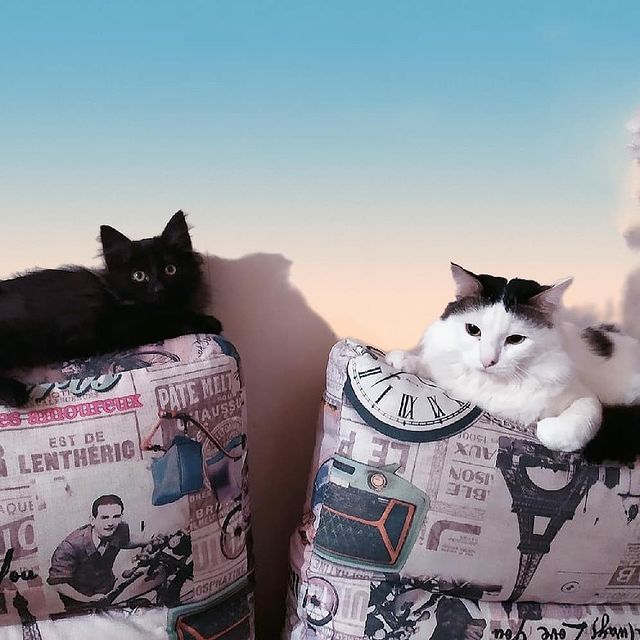 cute_marcus_cat в LOOKY. #котики,#дружба. #котики #дружба