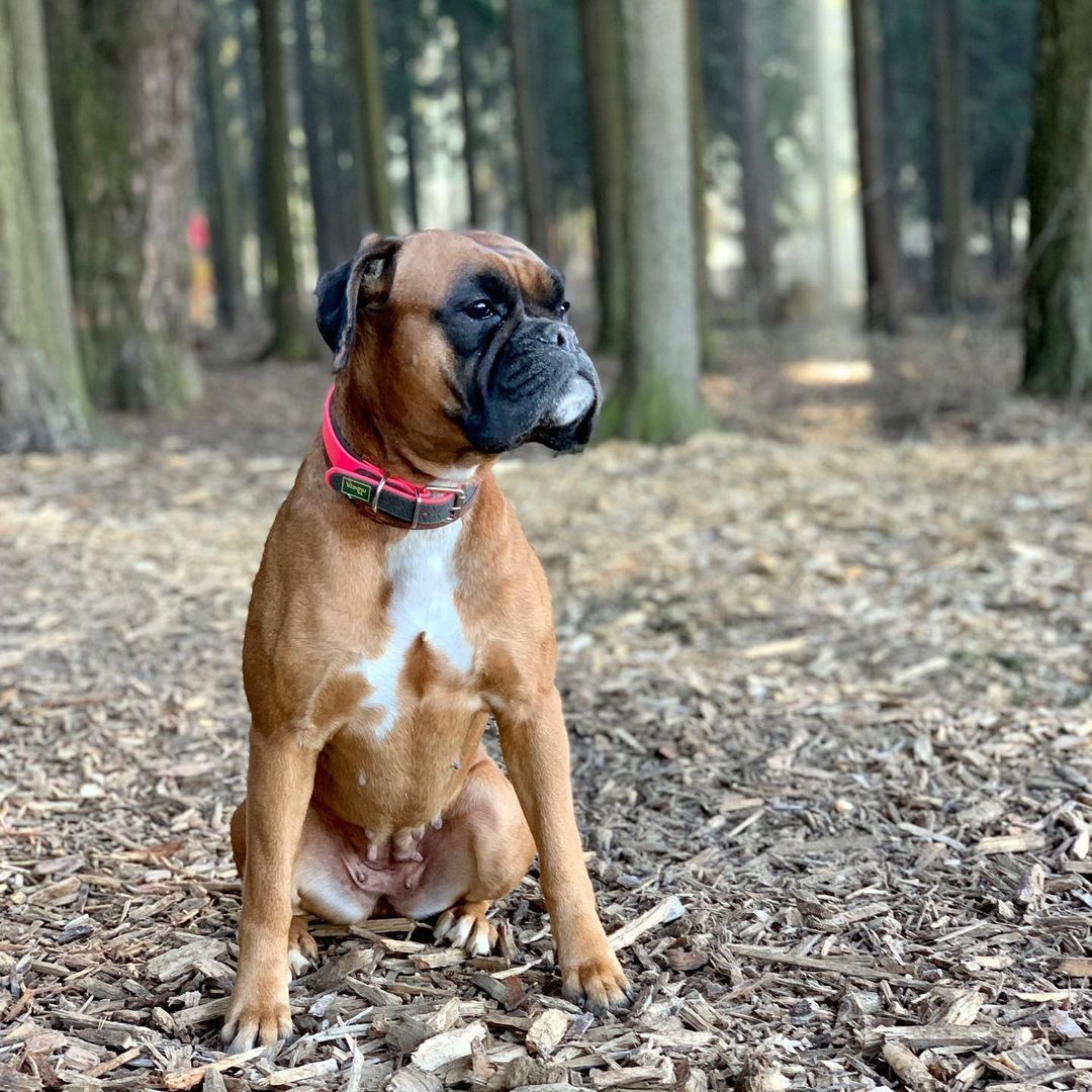 bogomolof в LOOKY — #боксер , #boxer , #boxerdog