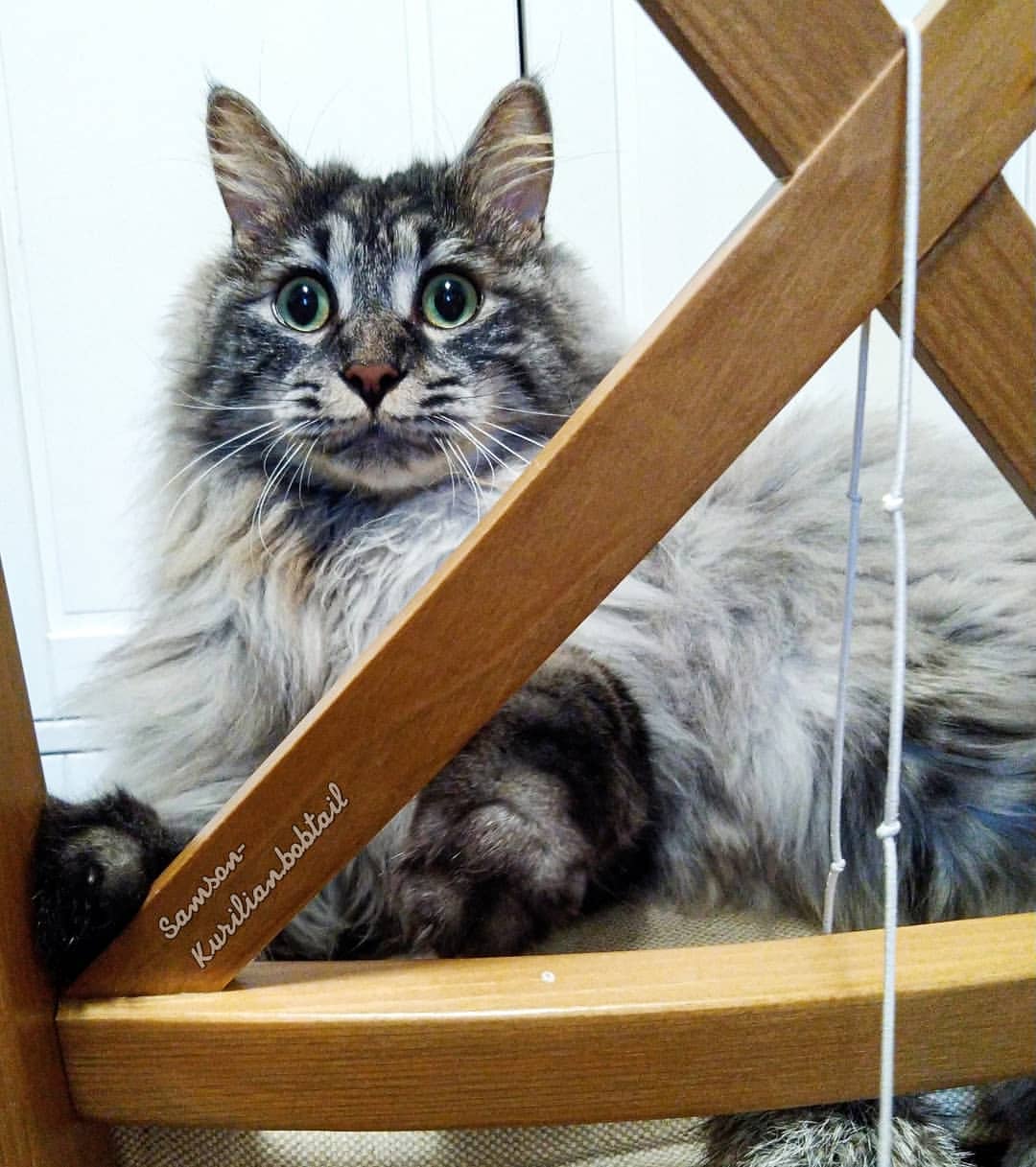 samson_and_barrymore.bobtails в LOOKY — фото 2