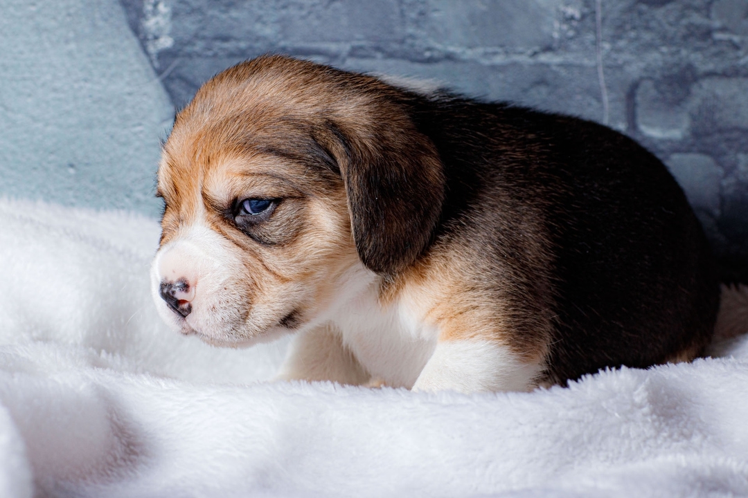 boni_beagle_askennel в LOOKY — фото 4