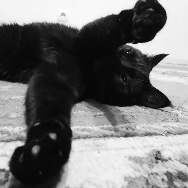 dilyara.sultan в LOOKY. . Ленивые обнимашки 😺...