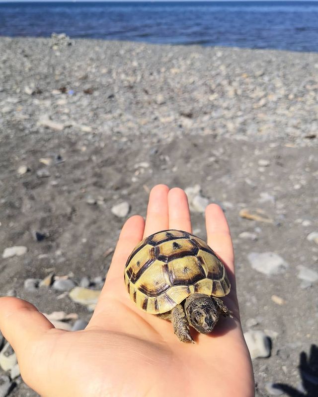 s_biryustyukova в LOOKY. . 🐢