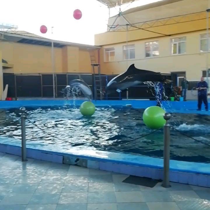 innaklimchuk5 в LOOKY. #отпуск#иззимывлето#сочи#лазаревский#вгостяхудельфинов. #отпуск#иззимывлето#...