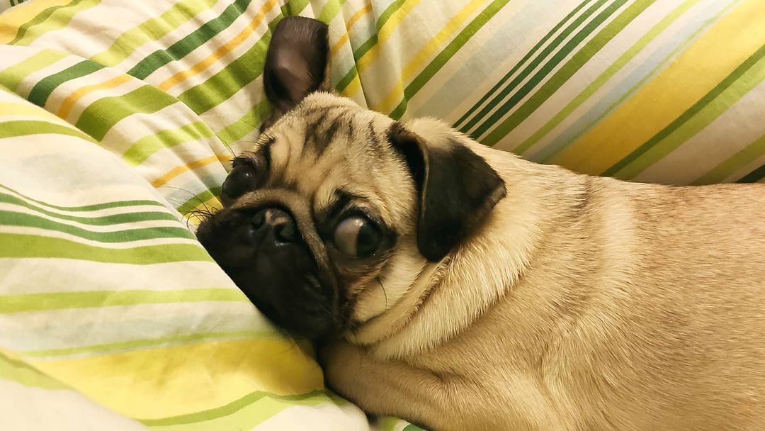 alethepug в LOOKY — фото 2