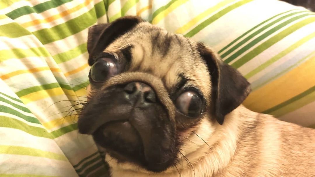alethepug в LOOKY — фото 3