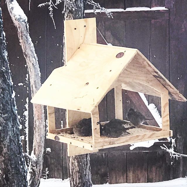 yana_sleptcova в LOOKY. . 🐦🐤 новоселье
