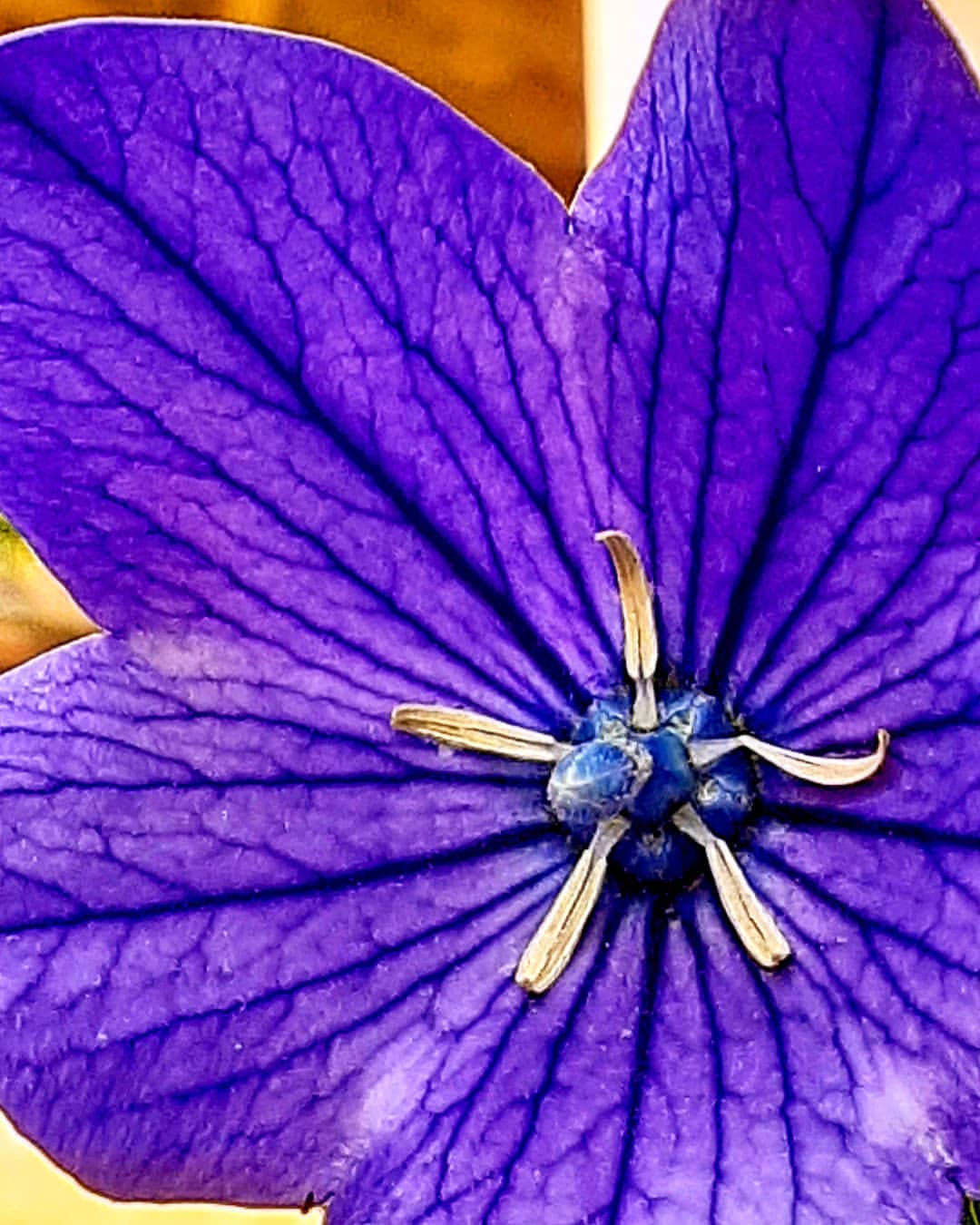 antsiferovbreed в LOOKY — фото 3
