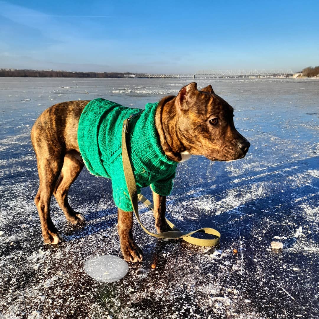 amstaff.beyli в LOOKY — публикация