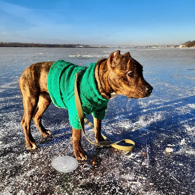 amstaff.beyli в LOOKY. . null