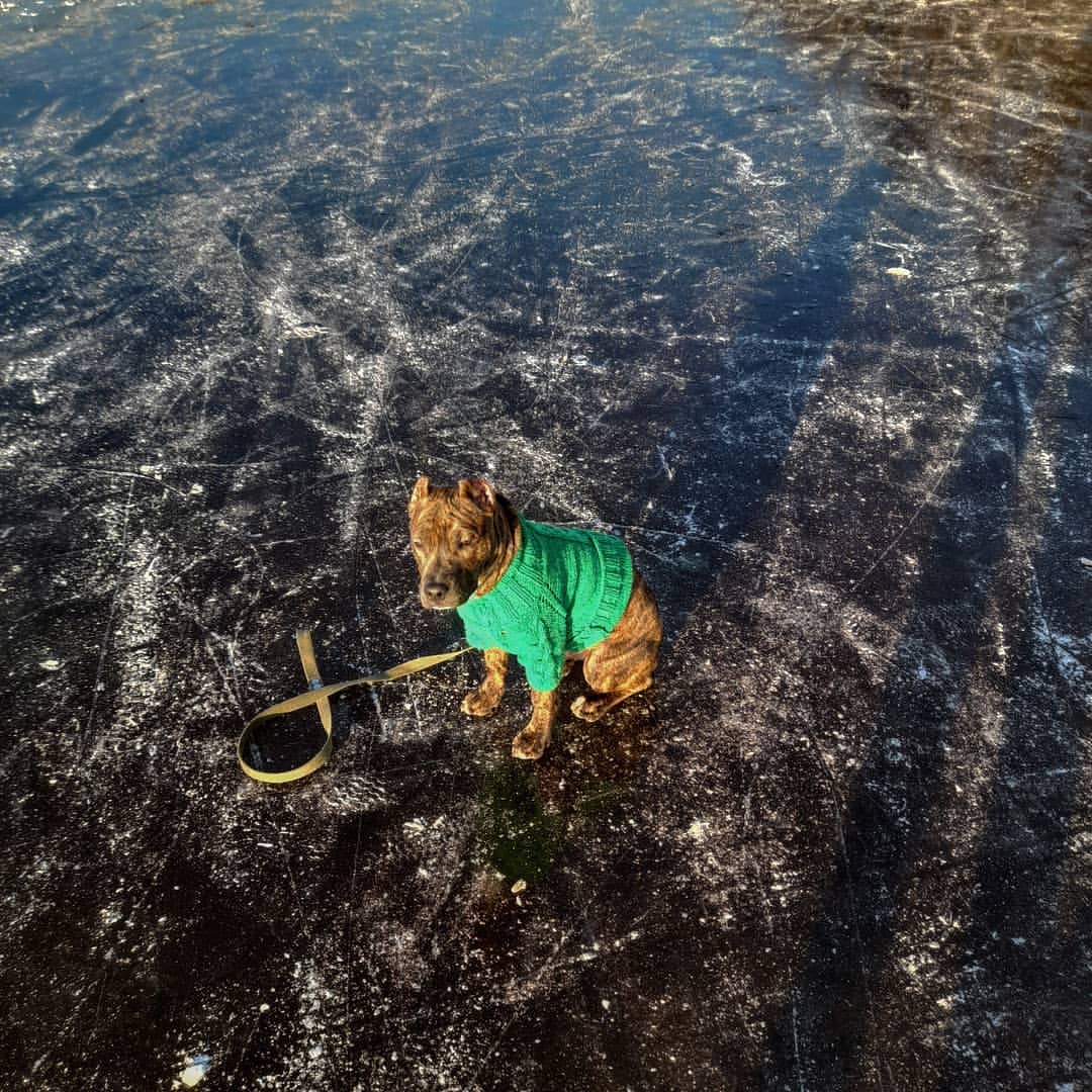 amstaff.beyli в LOOKY — публикация