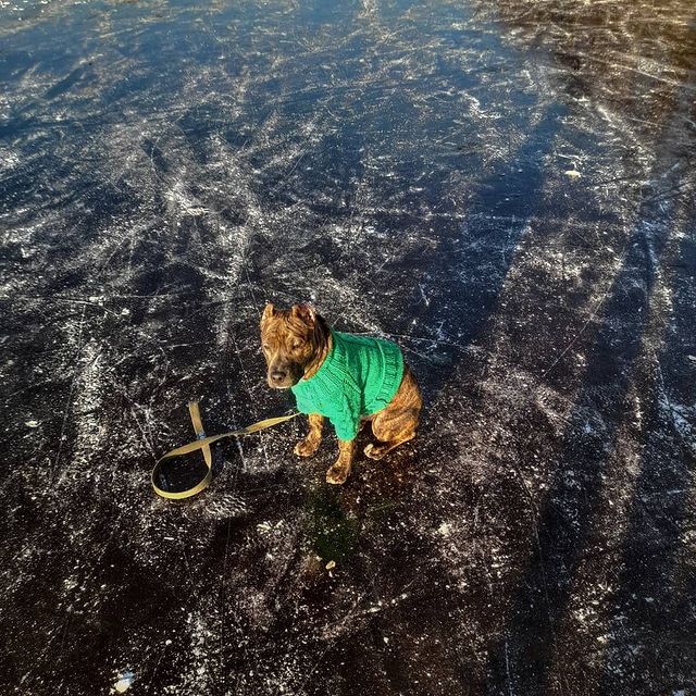amstaff.beyli в LOOKY. . null