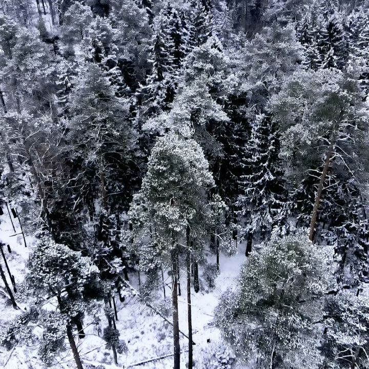 titixoid в LOOKY. #mavic,#mavicair2,#zoom,#forest,#asteroid,#kilometersdeep,#dronevideo,#dronephoto,#adobepremiere,#lightroom,#lightroompresets,#mobilephotography,#vscogrid,#onepluslife,#mobilephotography,#vsco,#vscocam,#vscogood,#cyberpunk2077,#photooftheday,#cyberpunk,#instagramanet,#instagood,#beautiful,#moscow. #mavic #mavicair2 #z...