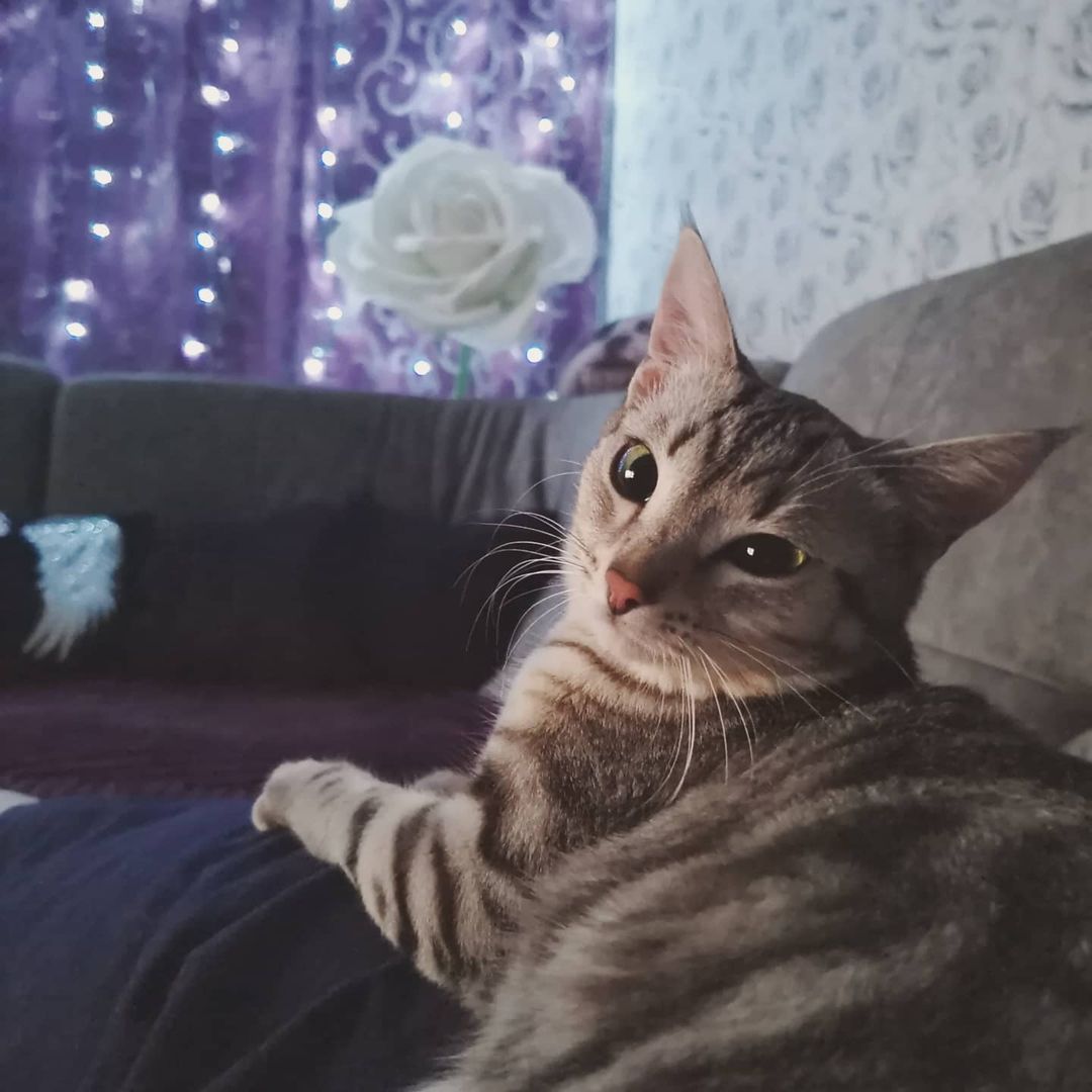 Луша и новогоднее настроение🌲
#моялюбовь#моякошка#лукерья#❤️#instacat#catofinstagram#bestmeow