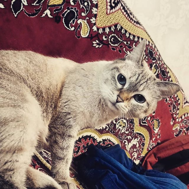 philipp_palch_ в LOOKY. . null
