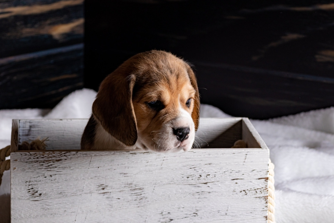 boni_beagle_askennel в LOOKY — фото 9