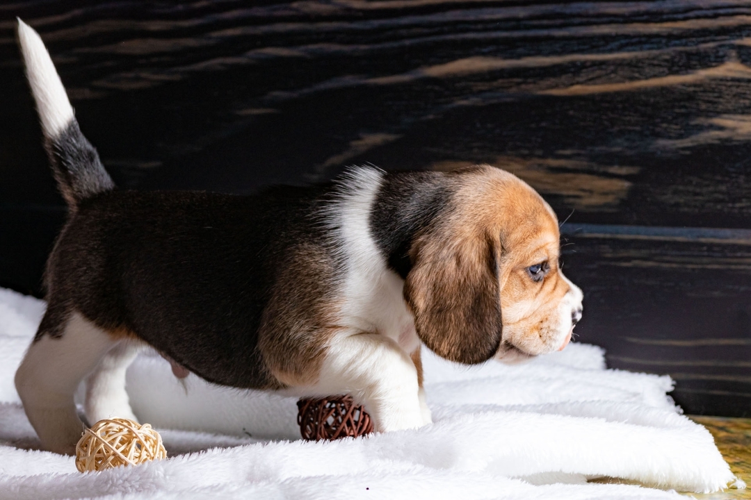 boni_beagle_askennel в LOOKY — фото 6