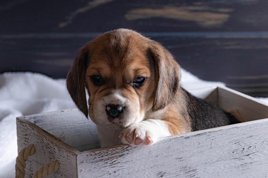 boni_beagle_askennel в LOOKY — фото 8