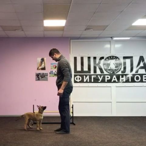 dressirovka_nv in LOOKY. . В доме появился щено...