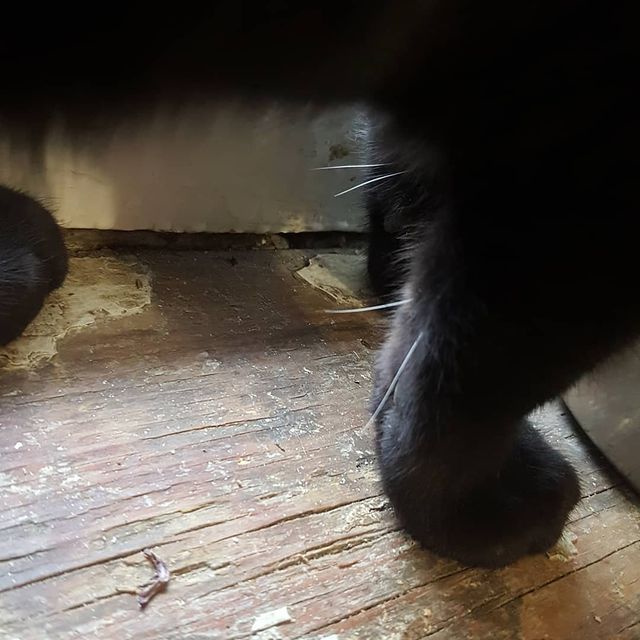 pugcarlino10 в LOOKY. #котики😻,#домашниеживотные,#питомец. У моего абсолютно чё...