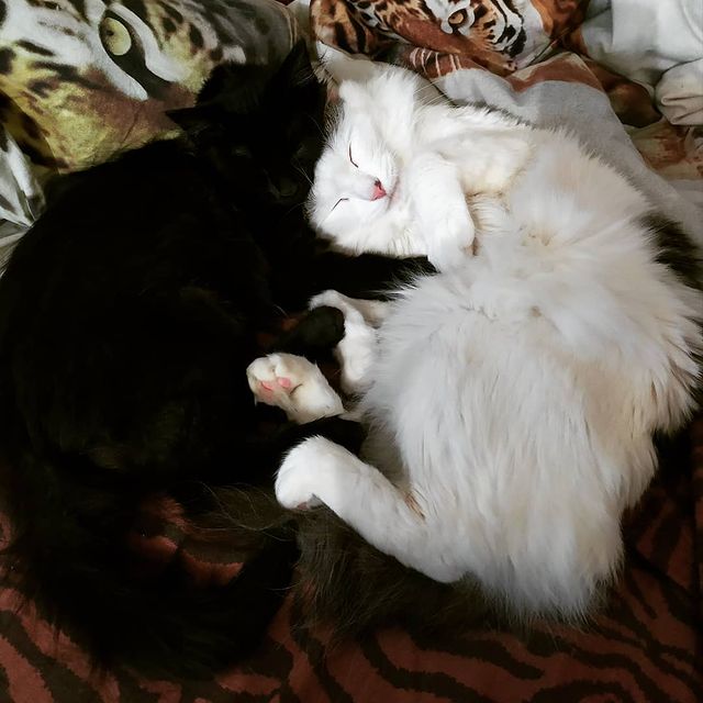 cute_marcus_cat в LOOKY. #кошки. Как мииило)) #кошки