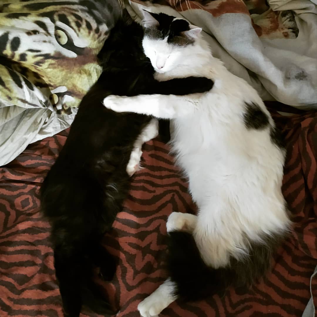 cute_marcus_cat в LOOKY — Теперь они лучшие друзья)