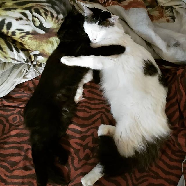 cute_marcus_cat в LOOKY. . Теперь они лучшие др...