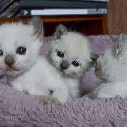 azure_glory_cattery в LOOKY — фото 5