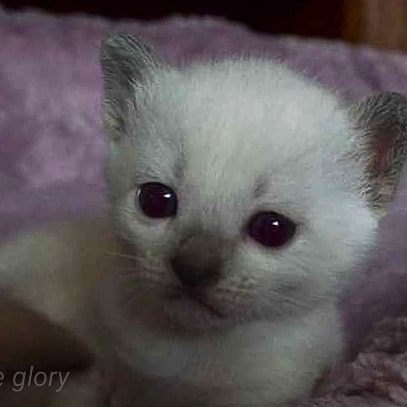 azure_glory_cattery в LOOKY — фото 4