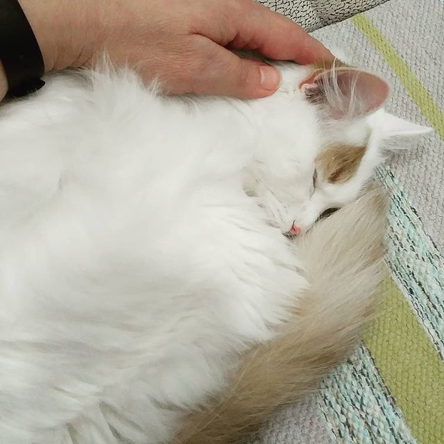elena_matyushkova в LOOKY. . 🔆ВЕРНИСЬ, МАРИК🔆

...