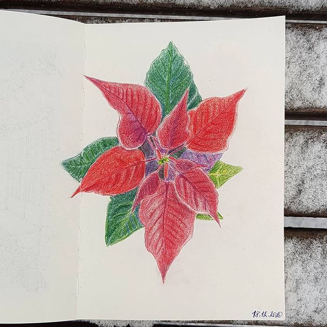 draw_attempts в LOOKY. #скетч_адвент_dreamanddraw,#мечтай_и_рисуй. Пуансеттия или Рожде...
