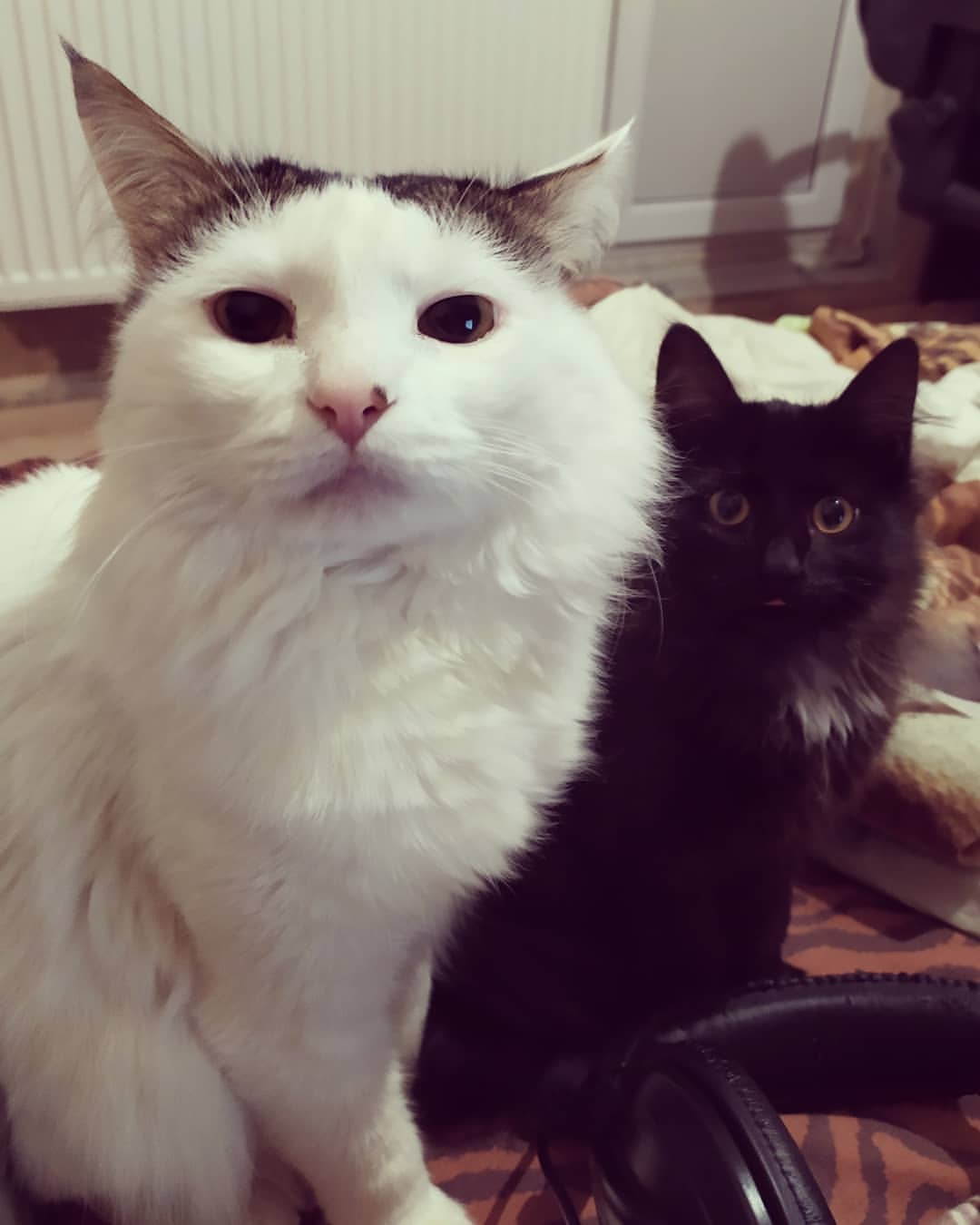cute_marcus_cat в LOOKY — Шерстяная семья))