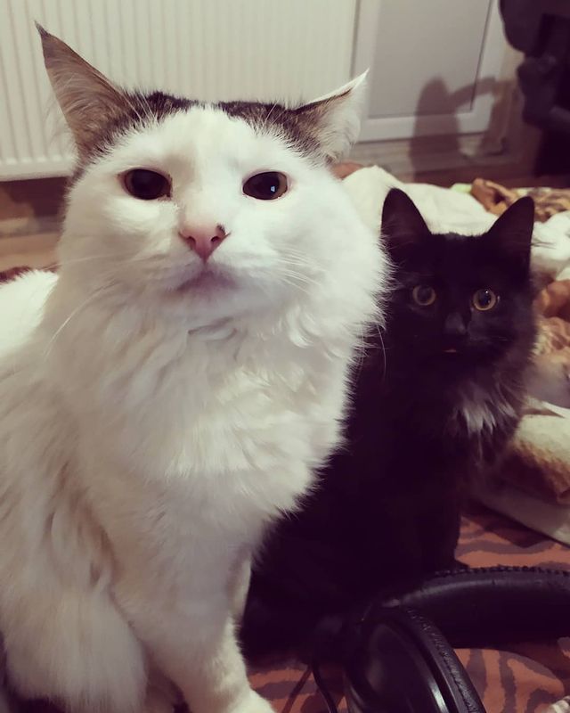 cute_marcus_cat в LOOKY. . Шерстяная семья))