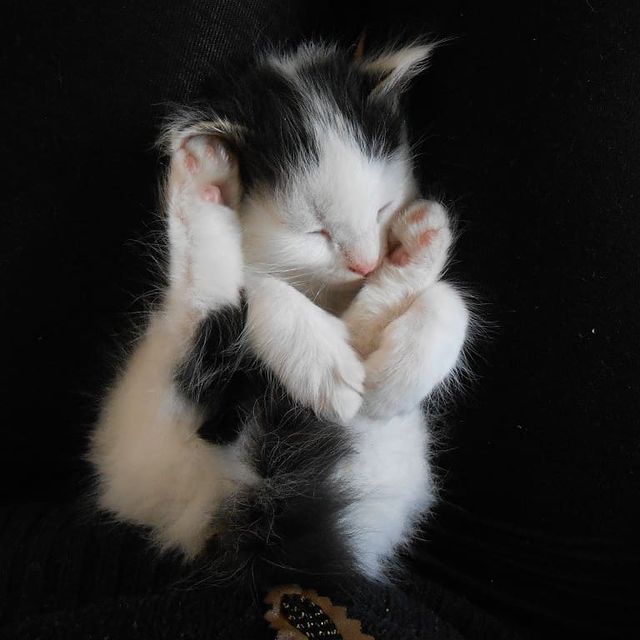 cute_marcus_cat в LOOKY. . Молодой  зелёный кот...
