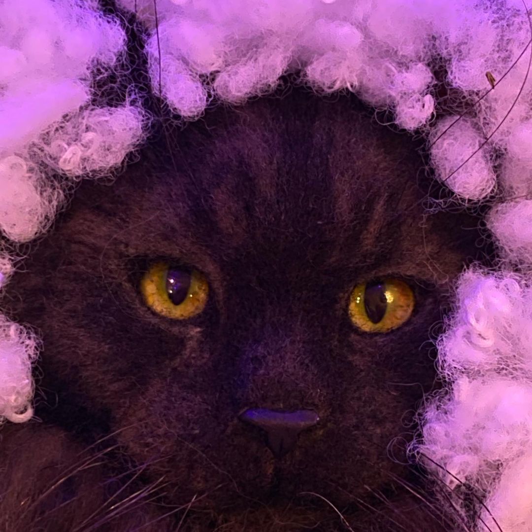 cat_bastion_coon в LOOKY — фото 4