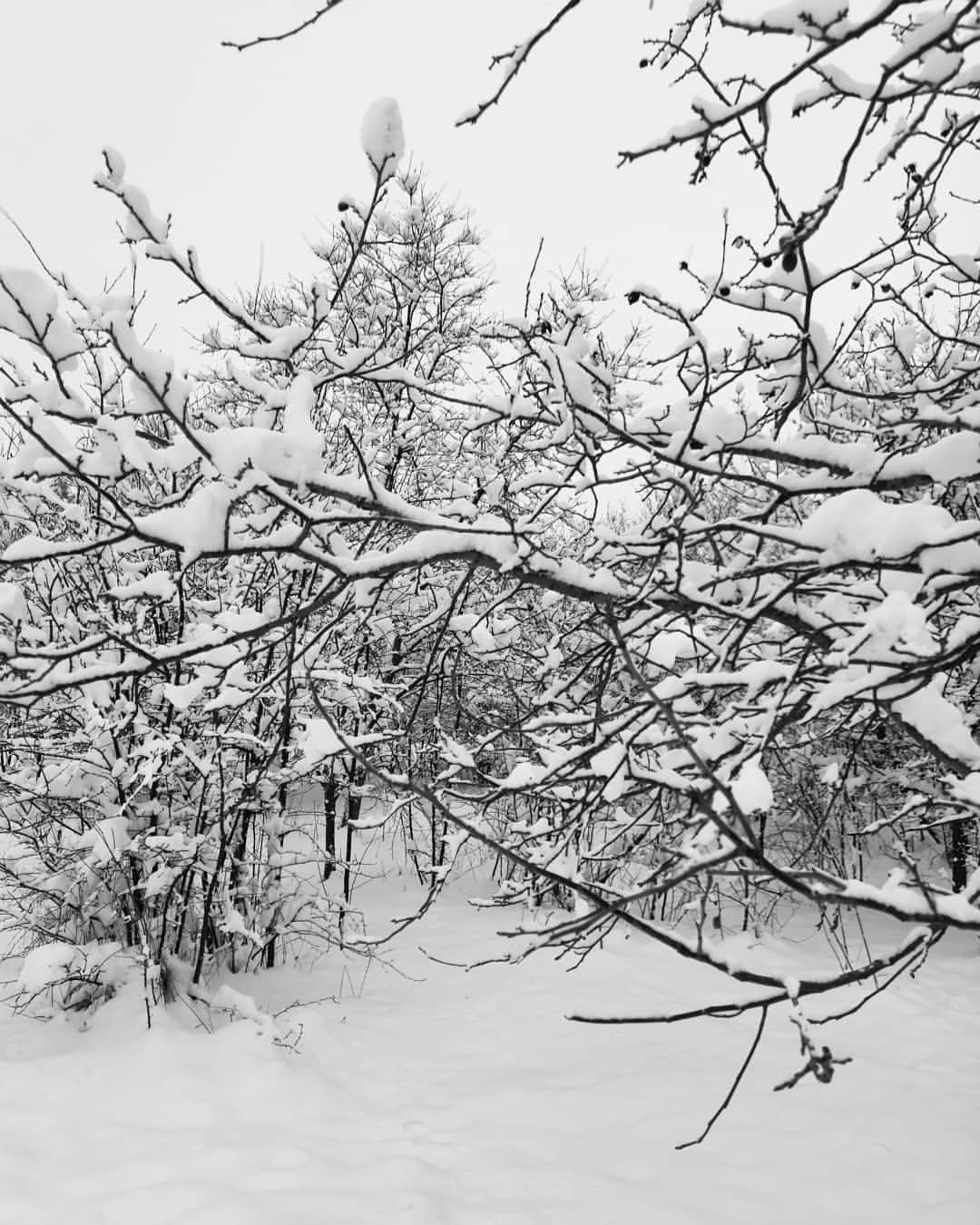 s_biryustyukova в LOOKY — Краснодар - всё или ничего 😊
30 см снега за ночь❄️