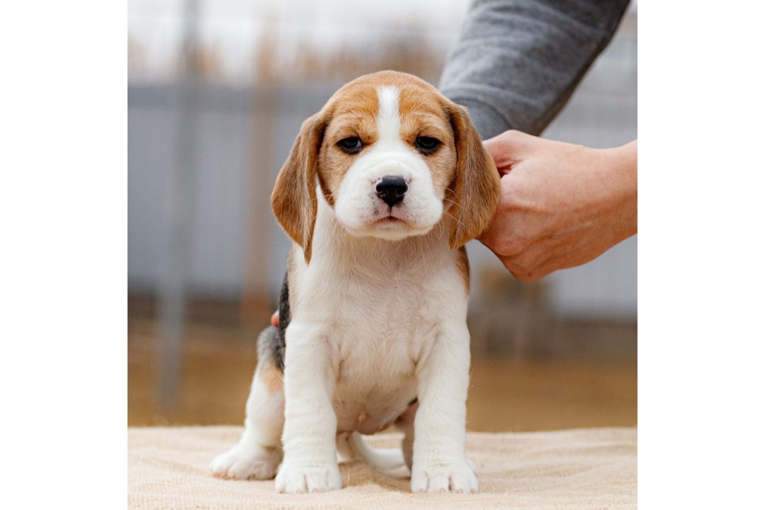 boni_beagle_askennel в LOOKY — фото 2