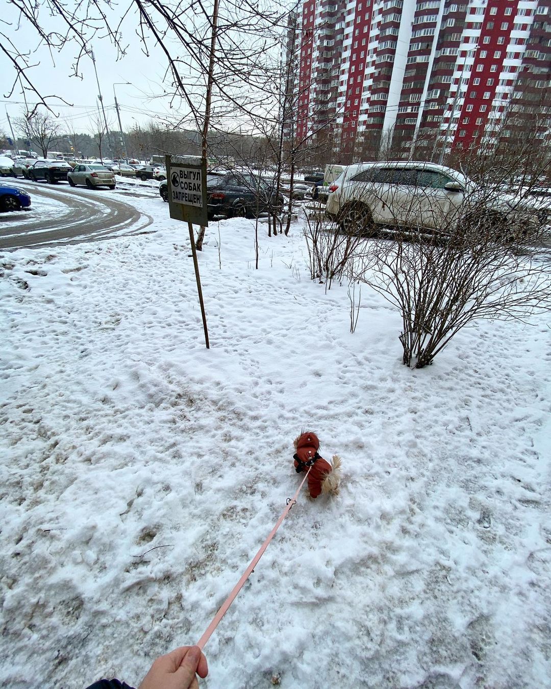 ponchik_vovchik в LOOKY — публикация